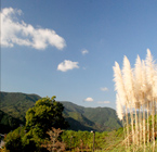 パンパスグラスと空